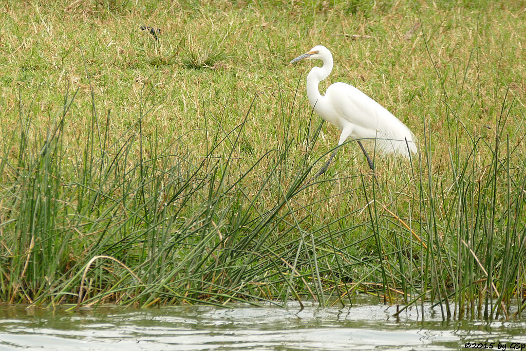 Silberreiher (Great Egret)