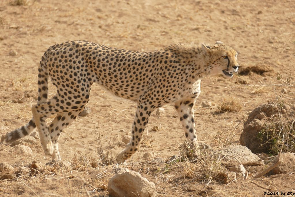 Ostafrikanischer Gepard