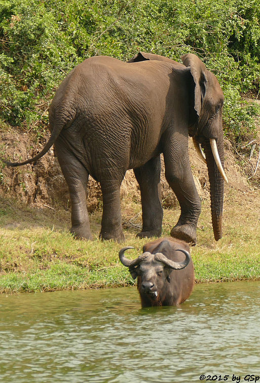 Kaffernbüffel, Afrikanischer Elefant (Buffalo, African Elephant)