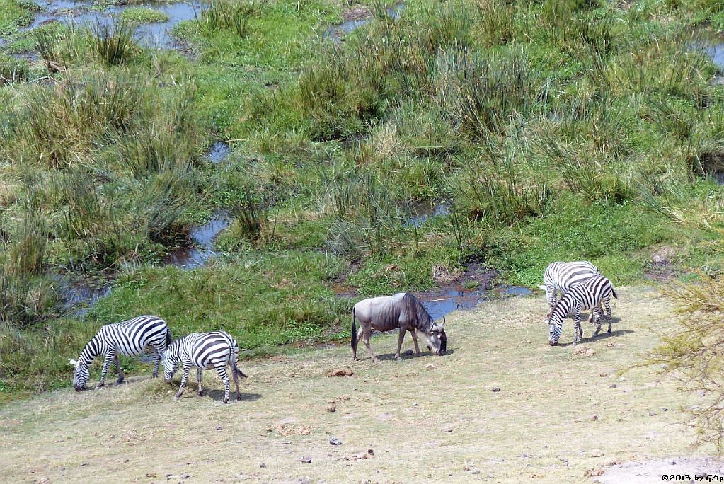 Böhm-Steppenzebra, Weißbartgnu