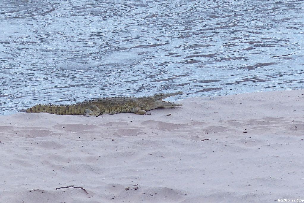 Nilkrokodil