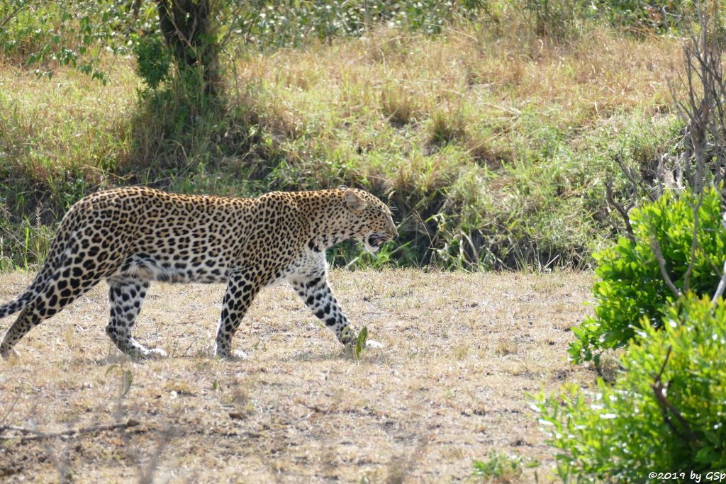 Ostafrikanischer Leopard