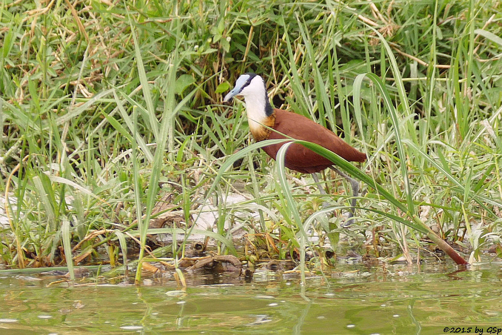 Blaustirn-Blatthühnchen (African Jacana)