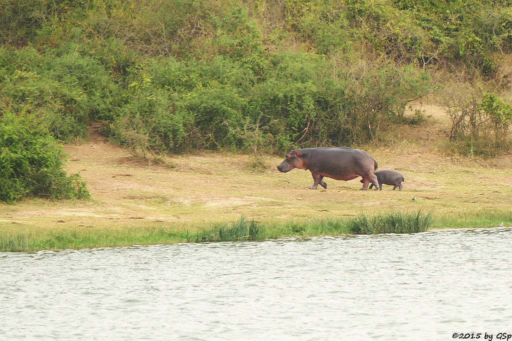 Flusspferd (Hippopotamus/Hippo)