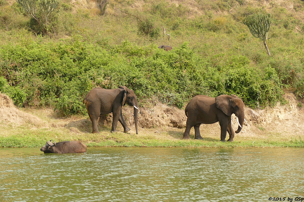 Kaffernbüffel, Afrikanischer Elefant (Buffalo, African Elephant)