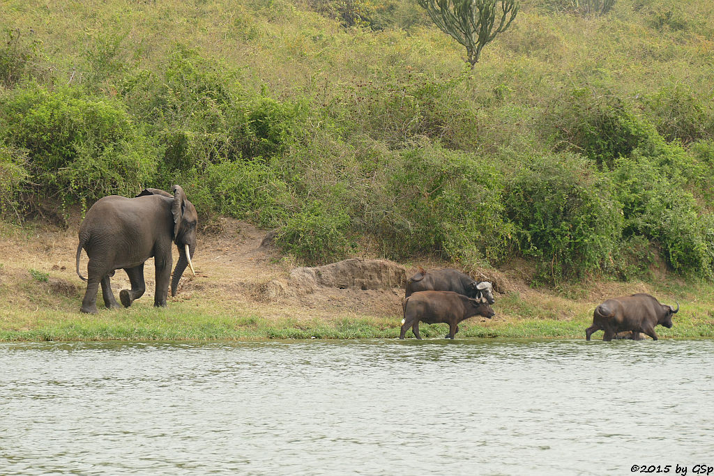 Afrikanischer Elefant, Kaffernbüffel (African Elephant, Buffalo)