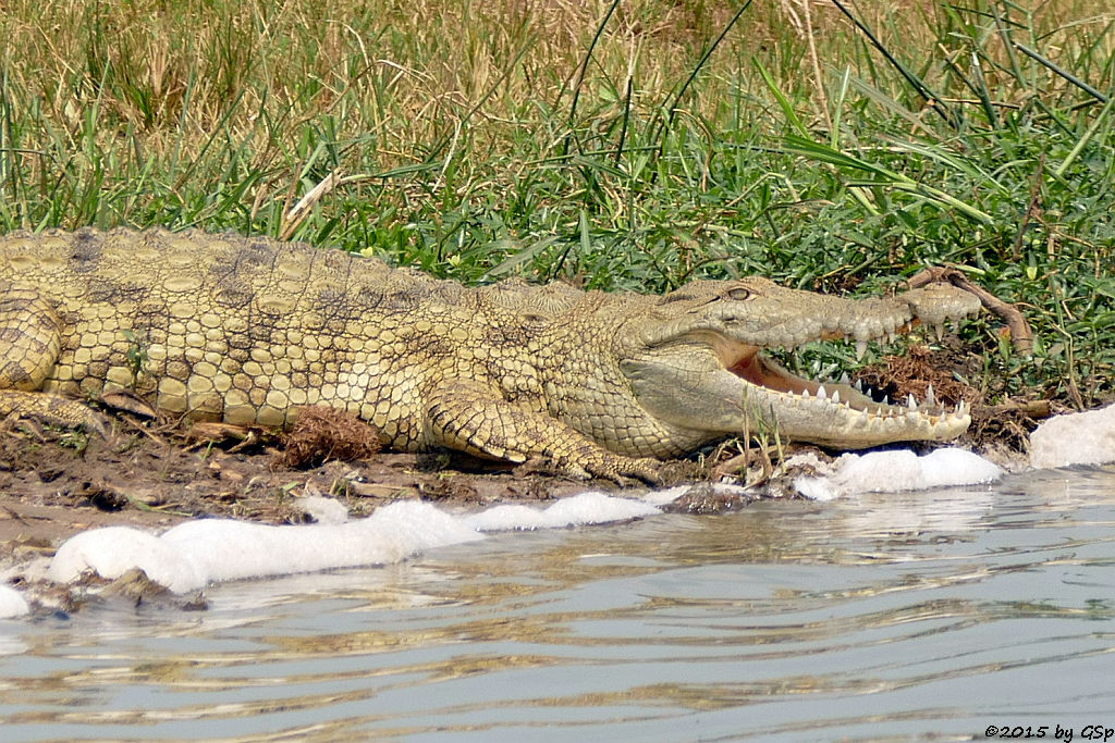 Nilkrokodil (Nile Crocodile)