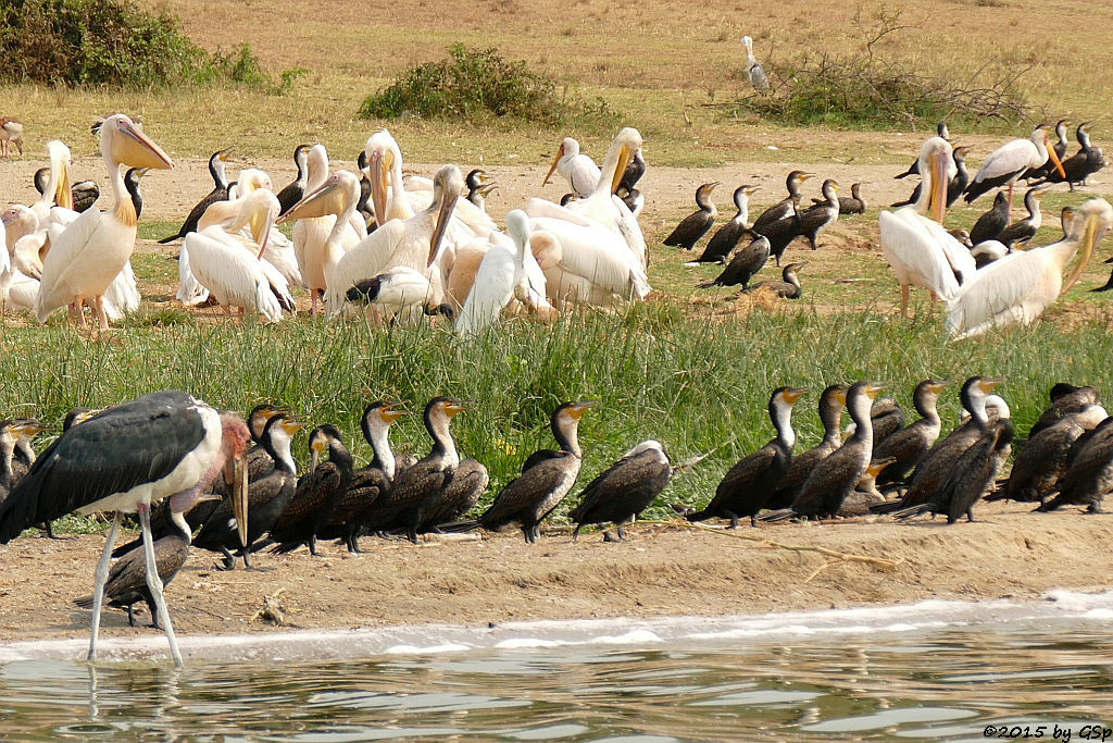 Marabu, Weißbauchkormoran, Rosapelikan, Nimmersatt (Marabou Stork, Greater (white-breasted) Cormorant, Great white Pelican, Yellow-billed Stork)