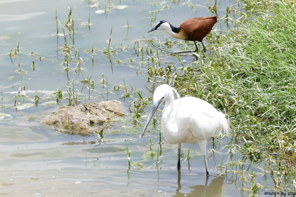 Seidenreiher, Blaustirn-Blatthühnchen (Afrikanisches Blatthühnchen)