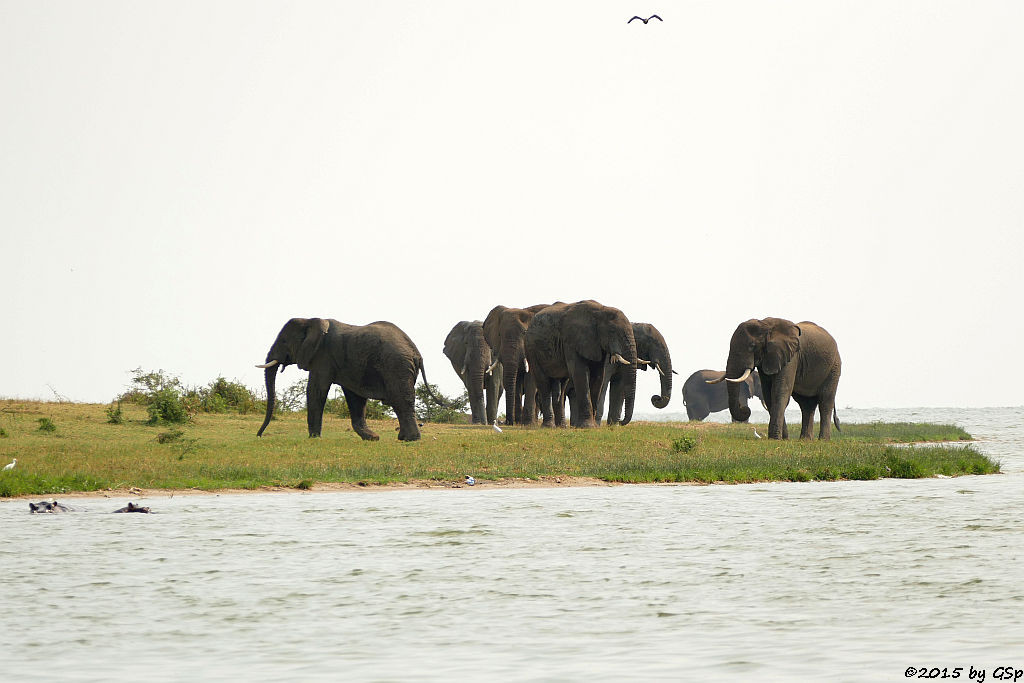 Flusspferd, Afrikanischer Elefant (Hippopotamus/Hippo, African Elephant