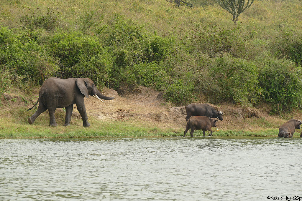 Afrikanischer Elefant, Kaffernbüffel (African Elephant, Buffalo)