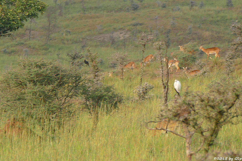 Uganda-Grasantilope/Thomas-Wasserbock, Kuhreiher(Ugandan kob, Cattle Ibis)