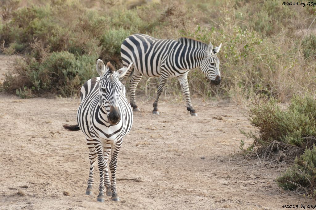 Böhm-Steppenzebra (Grant-Zebra)