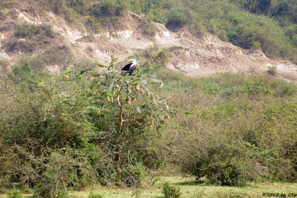 Schreiseeadler (African Fish-eagle)