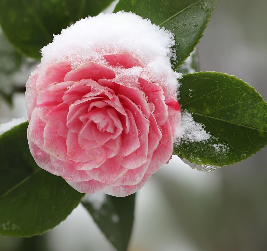 Abteilungsleiter Gartenbau(m/w)