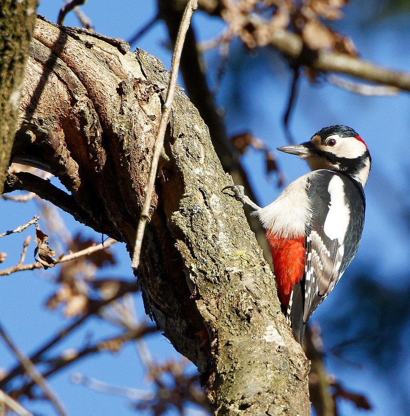 Baumpfleger/-In - oder werden?