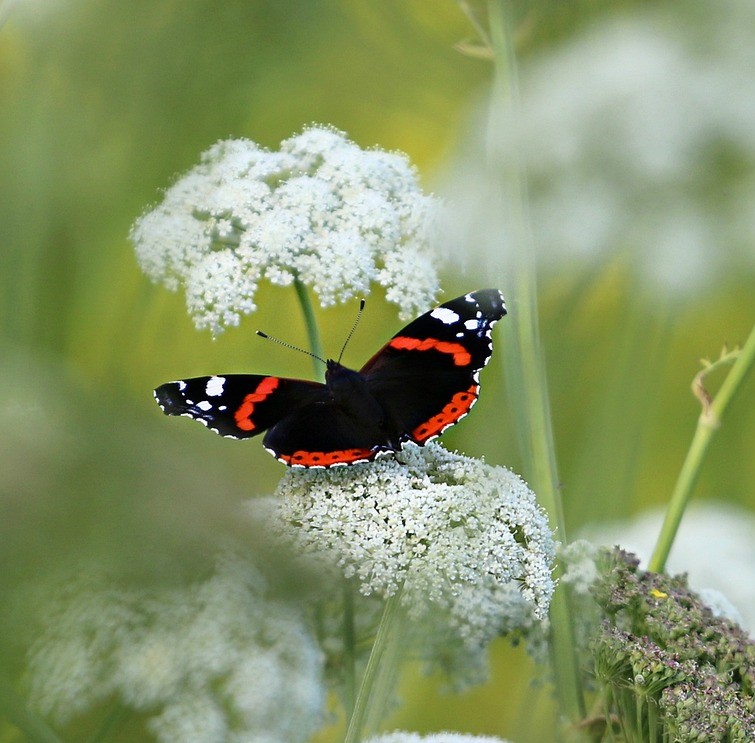 Teamleiter/-in Gartenpflege
