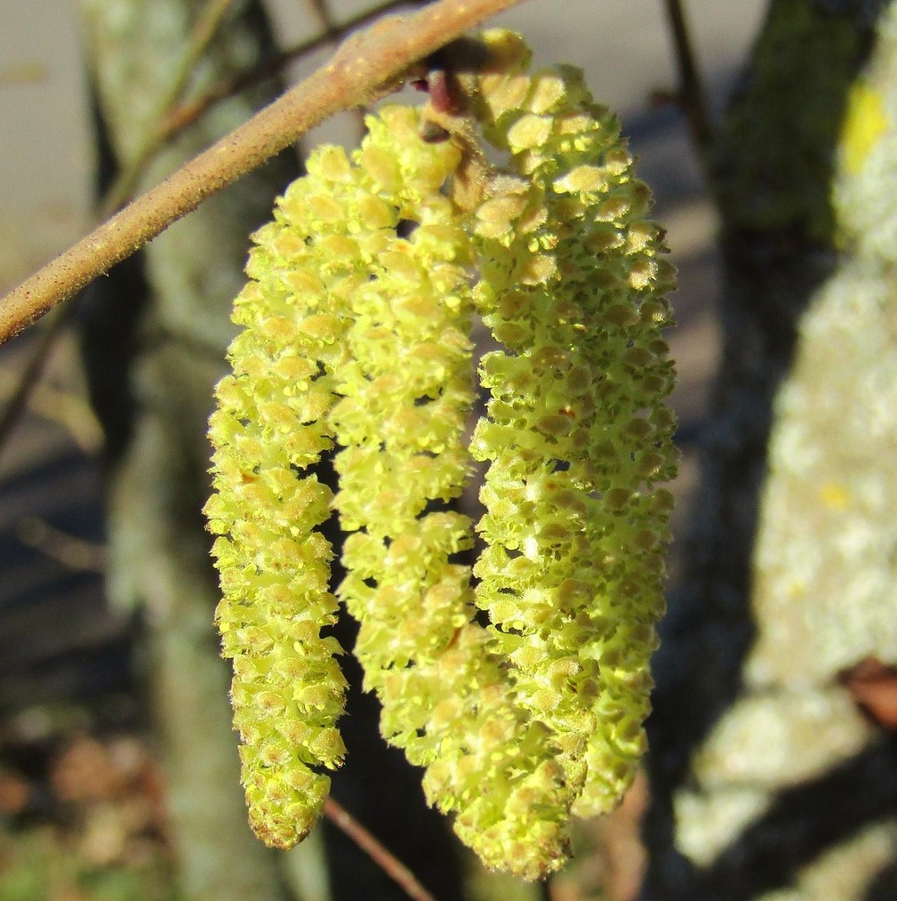 Leiter/-In Gartenpflege - Pflanzenfreak