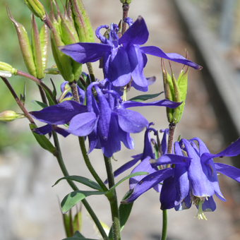 Teamleiter/-in Gartenpflege 80-100%
