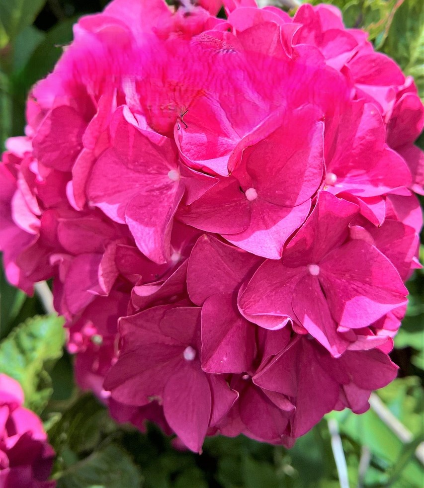Floristische (Team-)Leitung