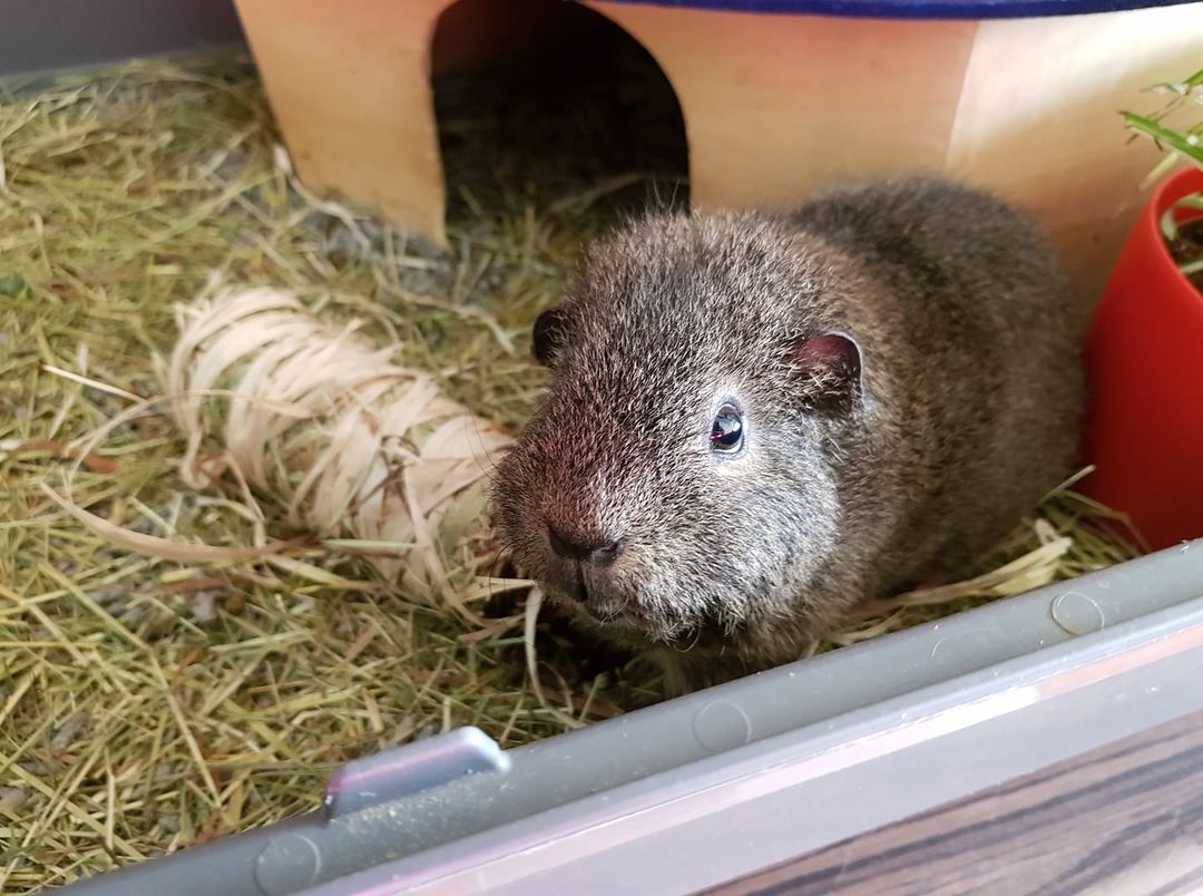 Cavia cursus op 12 november!