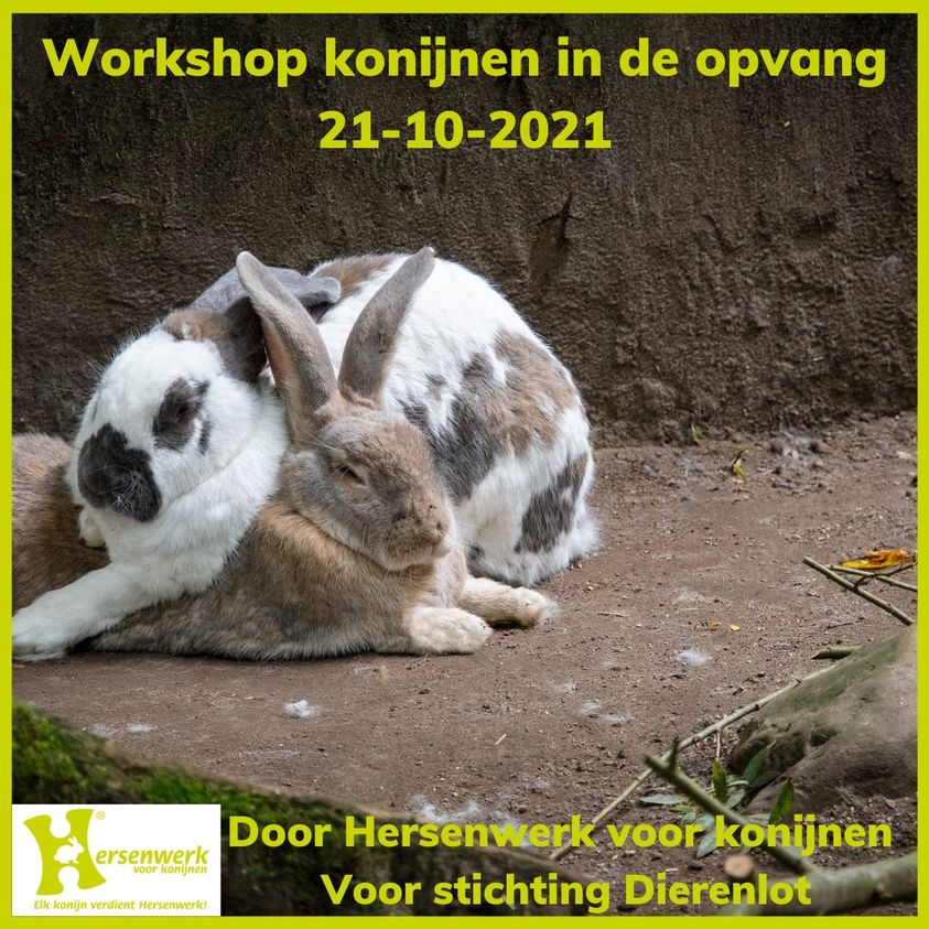 Workshop hersenwerk met konijnen in de opvang!
