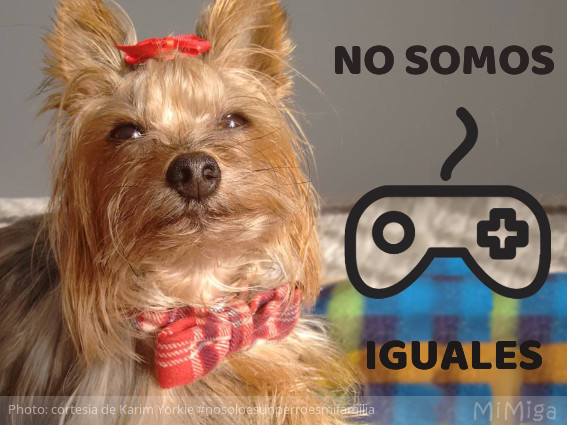 un-animal-no-es-una-play-station-yorkie-karim