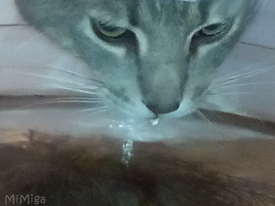 gato-bebiendo-agua