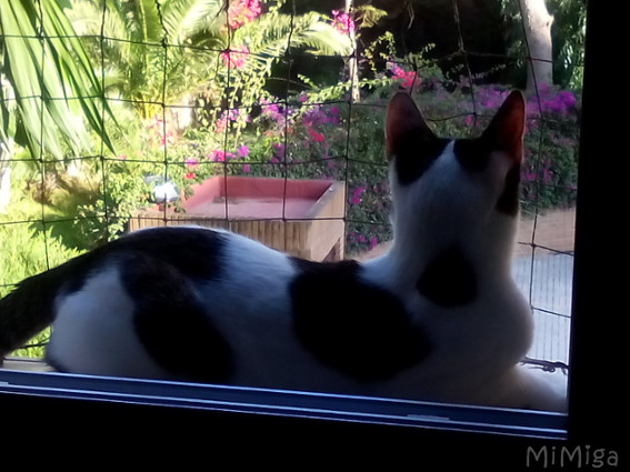 cat window protected with net