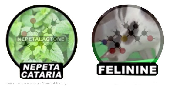 nepeta-cataria-nepetalactone-felinine