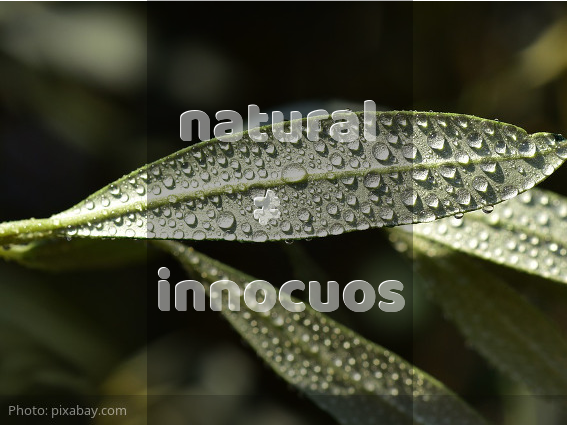 natural-not-equivalent-of-innocuos