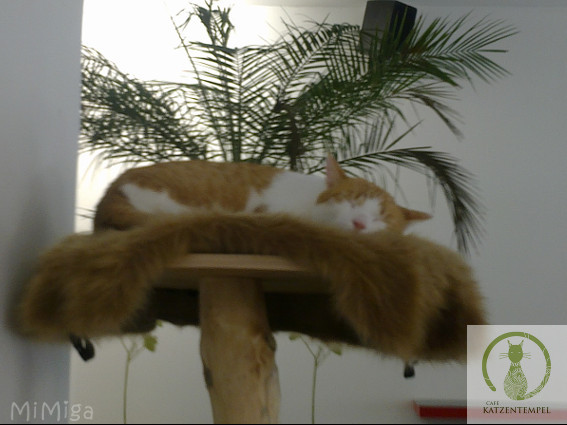 cat-cafe-katzentempel-munich-jack