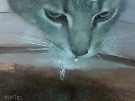 cat-drinking-water-leo-mi-miga