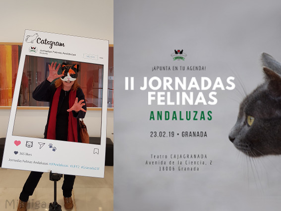 jornadas felinas andaluzas granada mi miga