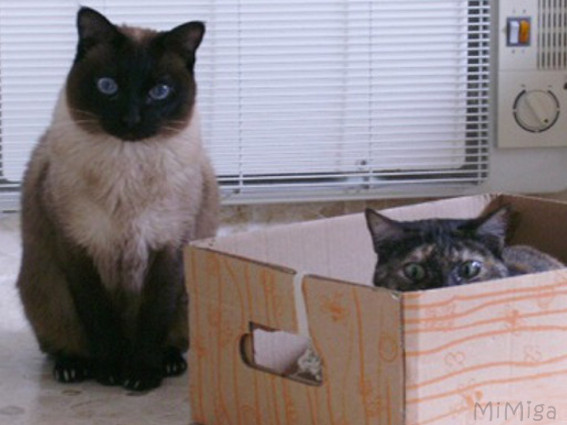 cats-playing-carton-box