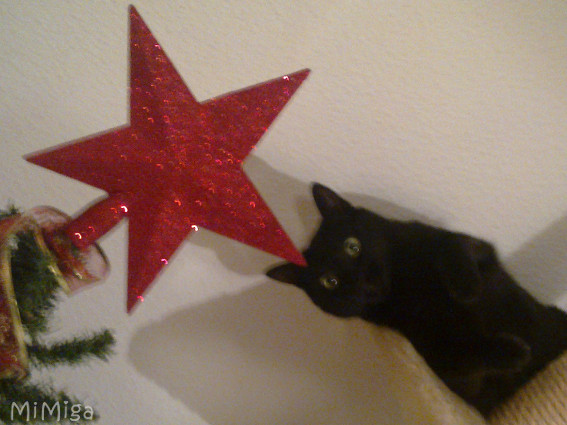 gato navidad