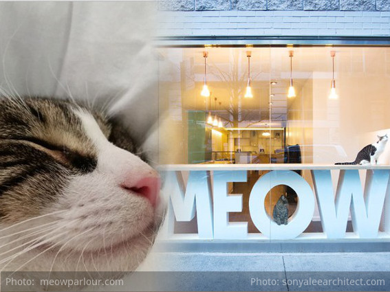 Nueva York's 1º Cat Café abre el 15 de Diciembre 2014 - gracias a ¡UN GATO!