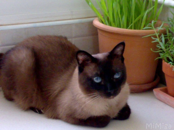 siamese cat pot cat grass