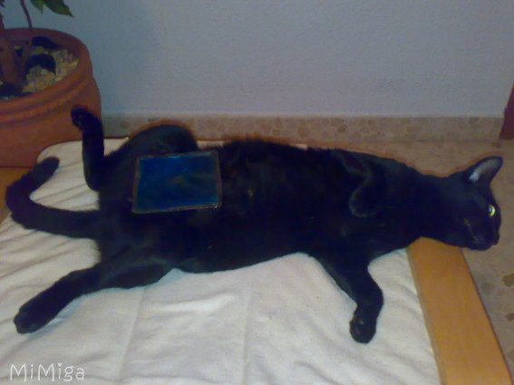 cat-heatstroke-ice-compress