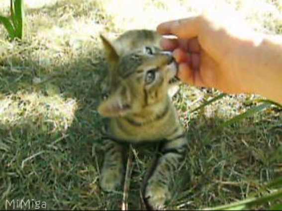 gato-mordiendo-mordisquitos-de-amor