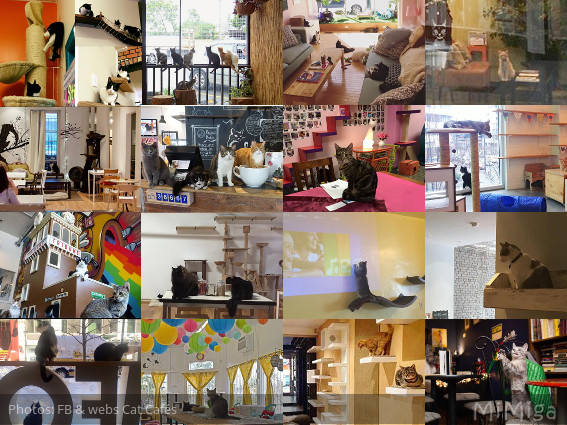 cat-cafes-america-canada-nueva-zelanda-collage