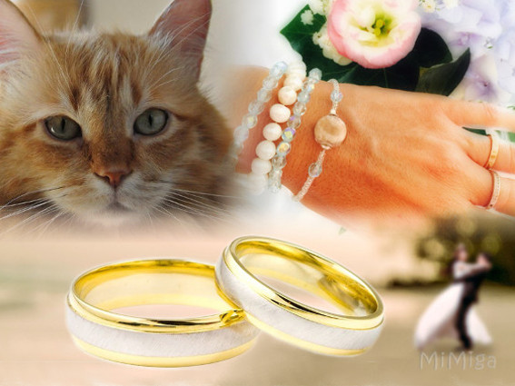 Tu gato en tu gato en tu boda