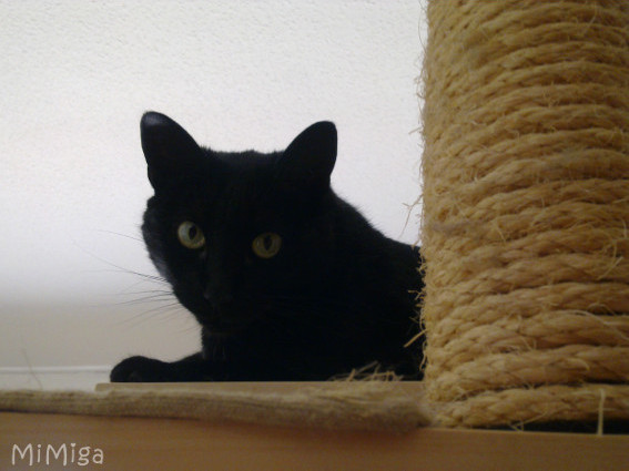 gato-negro-rascador-sisal