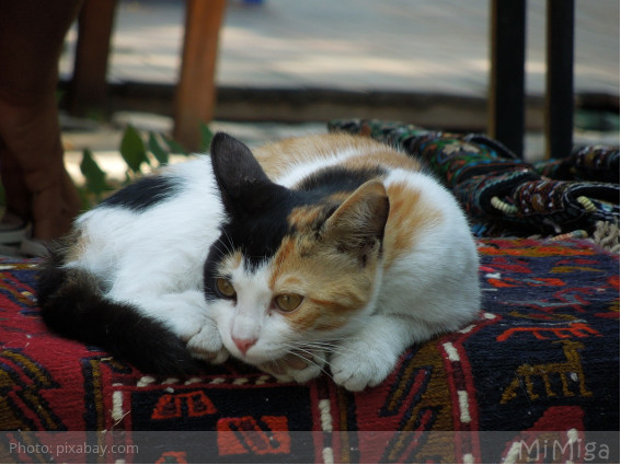 gato callejero estambul turquia