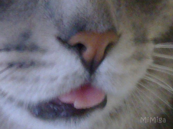 cat-sticking-tongue-out