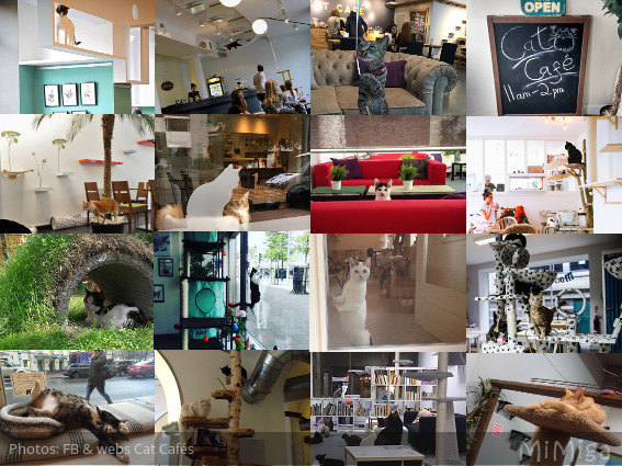 cat-cafes-europ-collage