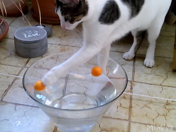 feline-environmental-enrichment-summer-phibï-mi-miga