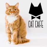 cat-cafe-kaciu-kavine-logo