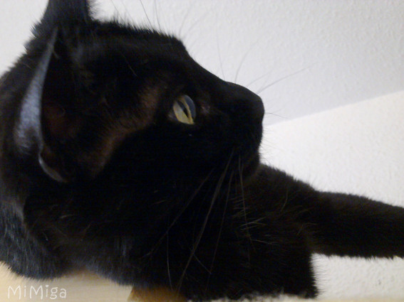 gato-negro-perfil-bigotes-miga-de-mi-miga