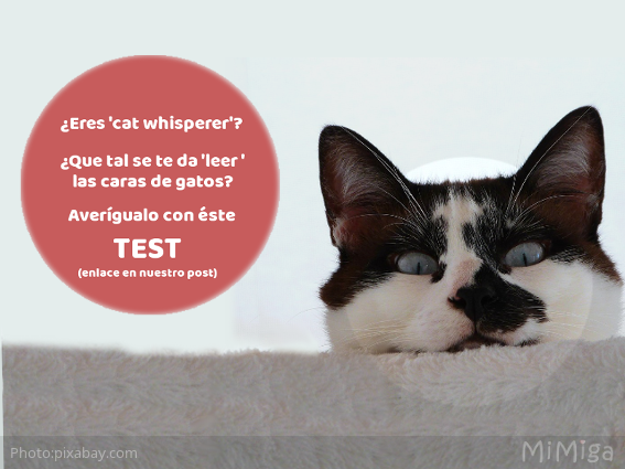 cara-gato-emociones-expresion-facial